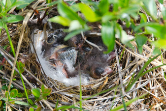 nest