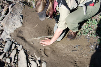 bear tracks